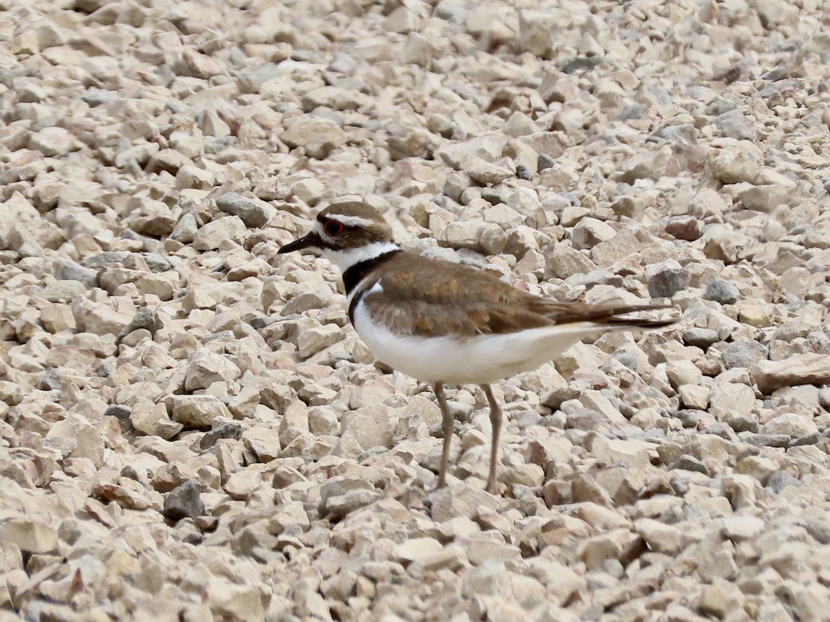 Killdeer - ML346609881