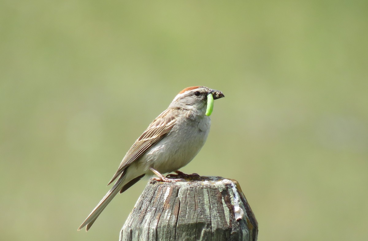 Chipping Sparrow - ML346610381
