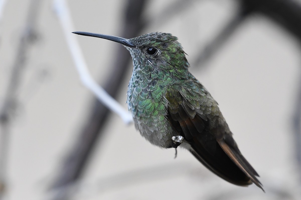 Berylline Hummingbird - Steve Bell