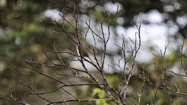 Black-striped Sparrow - ML346611201