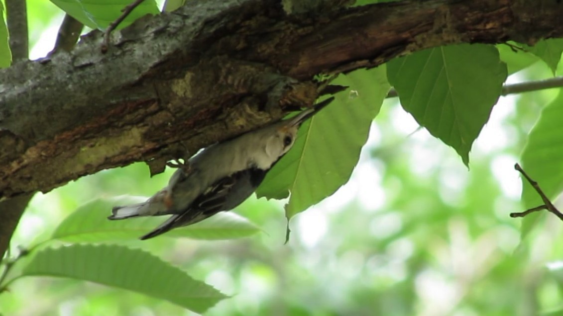 White-breasted Nuthatch - ML346611221