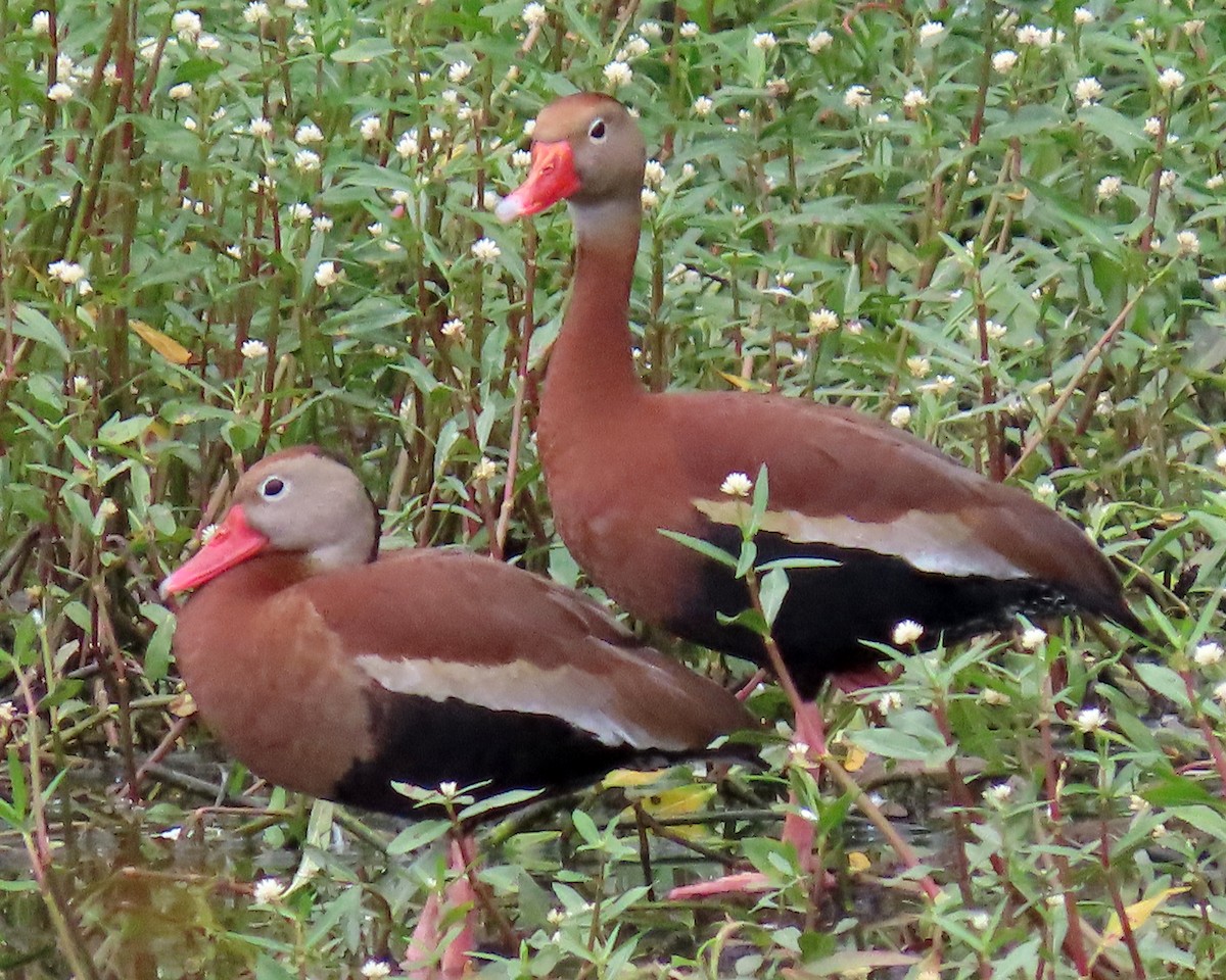 Black-bellied Whistling-Duck - ML346611281