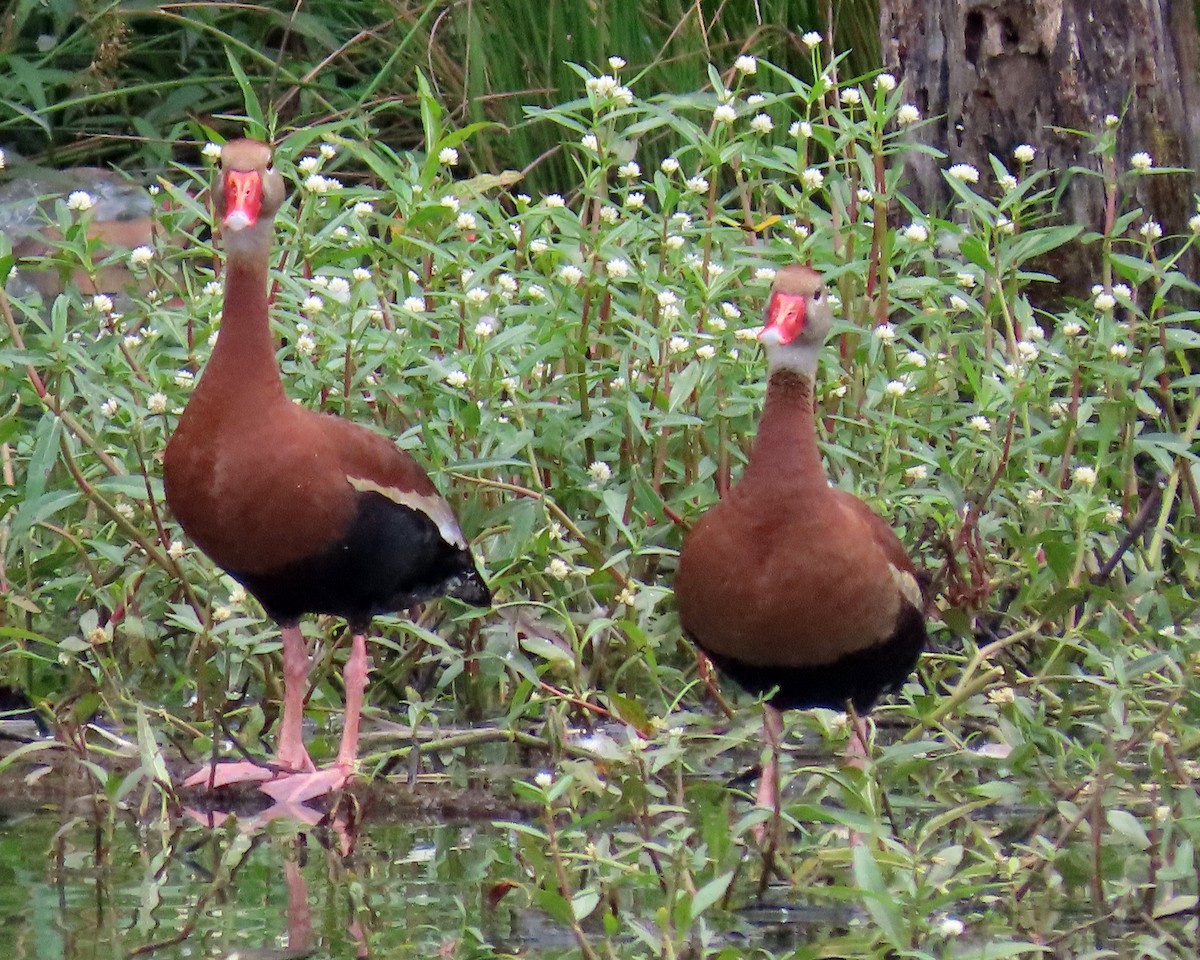 Black-bellied Whistling-Duck - ML346611311