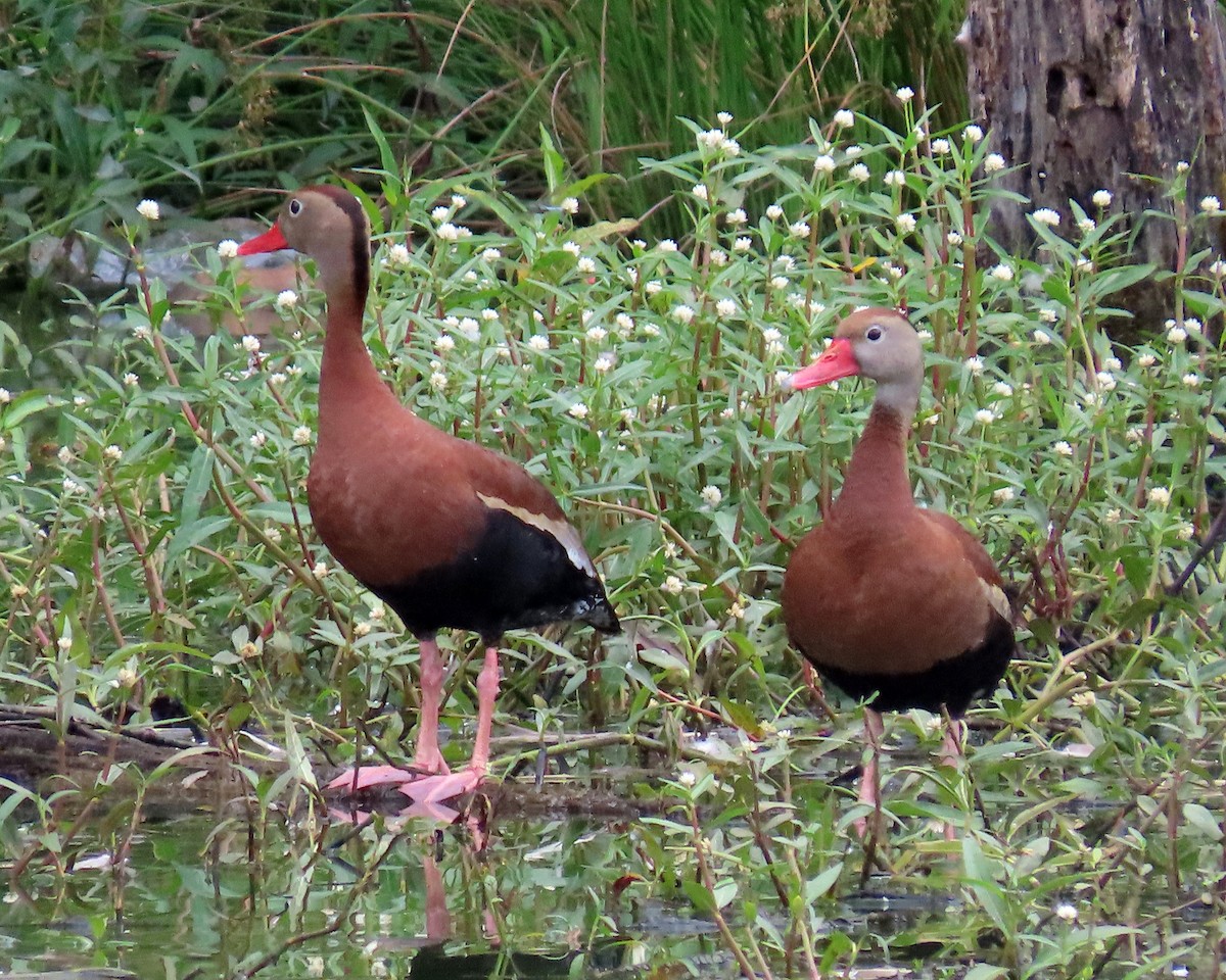 Black-bellied Whistling-Duck - ML346611411