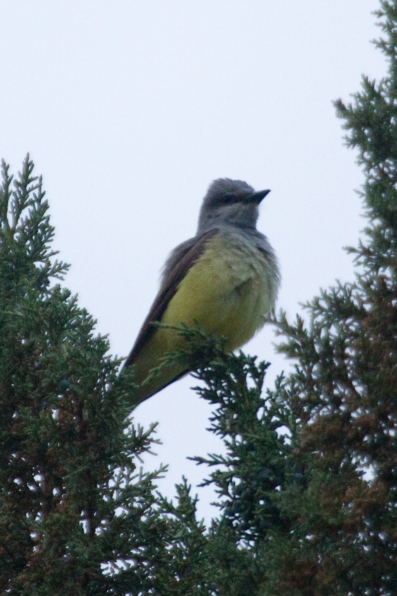 Western Kingbird - ML346612501