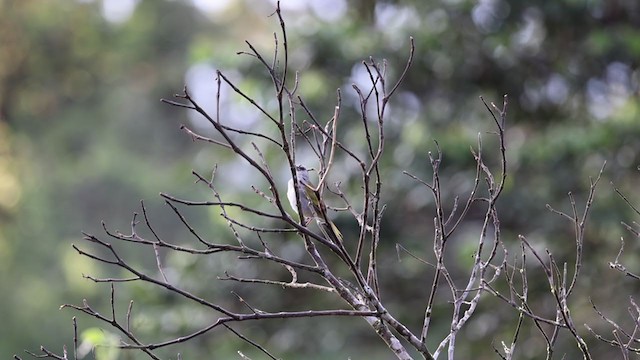 Black-striped Sparrow - ML346615181