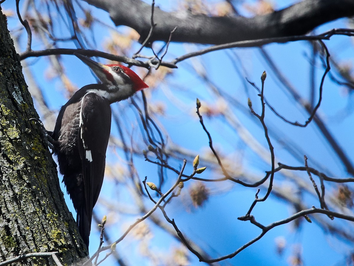 Pileated Woodpecker - ML346615571