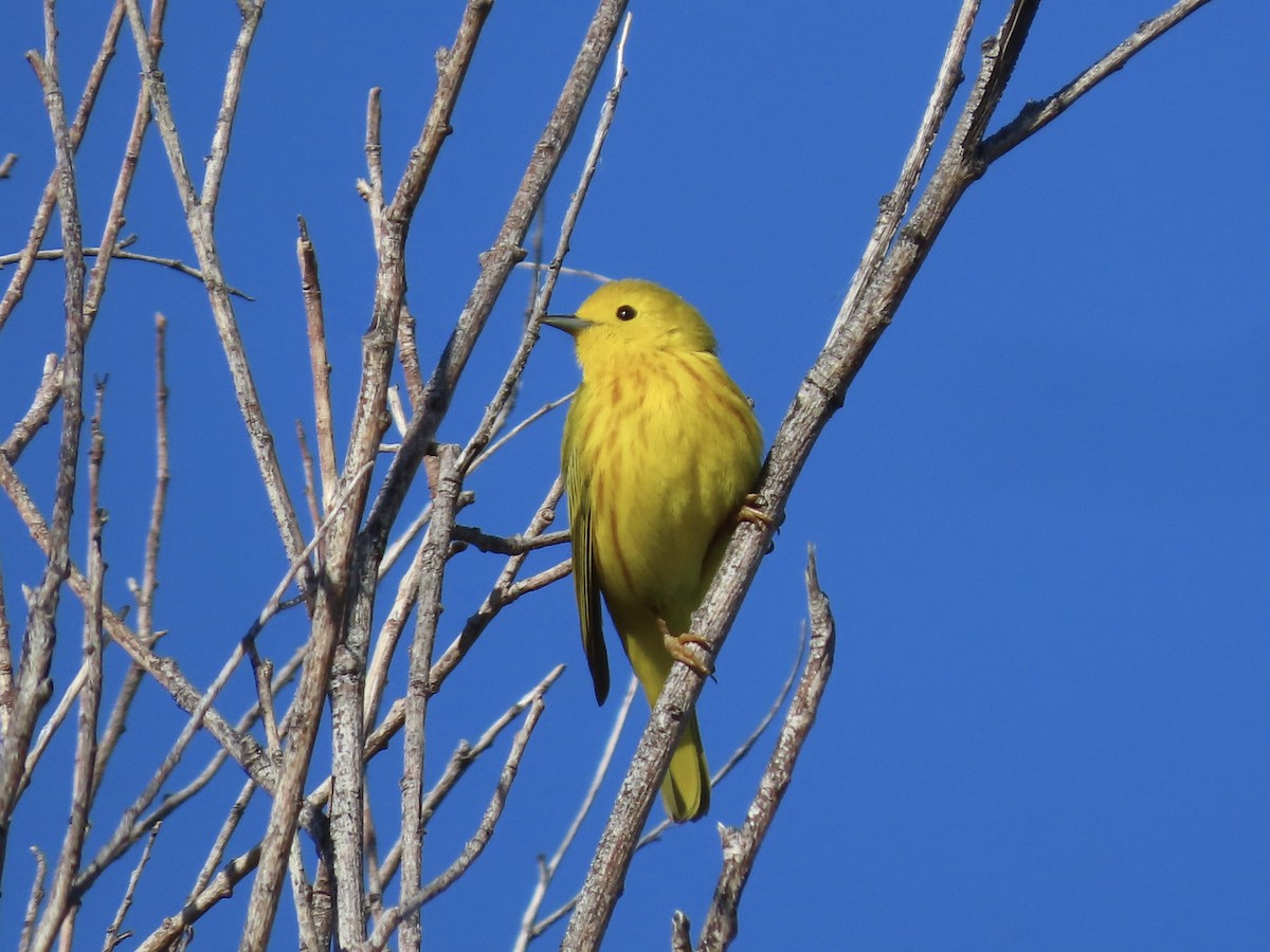 Yellow Warbler - Joseph Blowers
