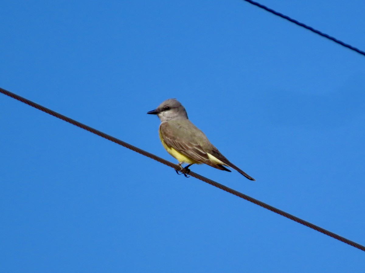 Western Kingbird - ML346616131