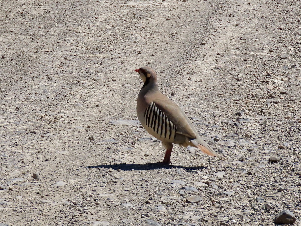 Chukar - ML346616491