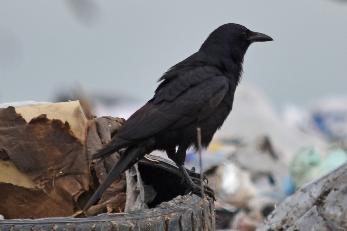 Tamaulipas Crow - ML346616821