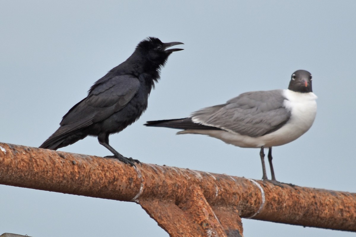 Tamaulipas Crow - ML346616831