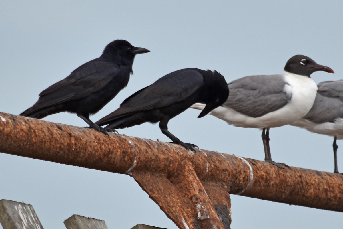 Tamaulipas Crow - ML346616841