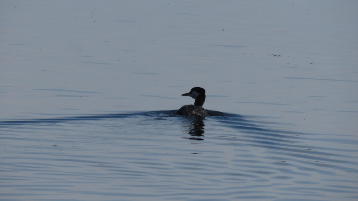 Red-necked Grebe - ML346617031