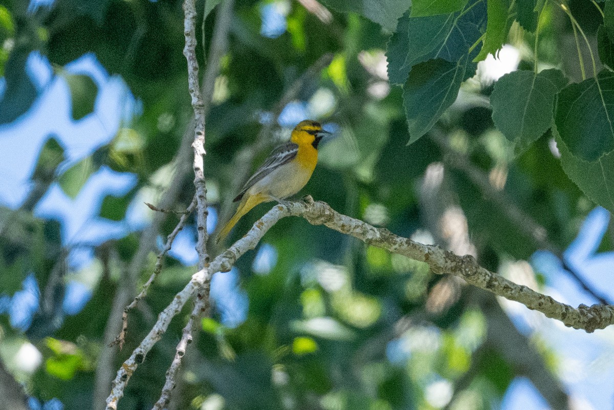 Bullock's Oriole - Charlie Lasswell