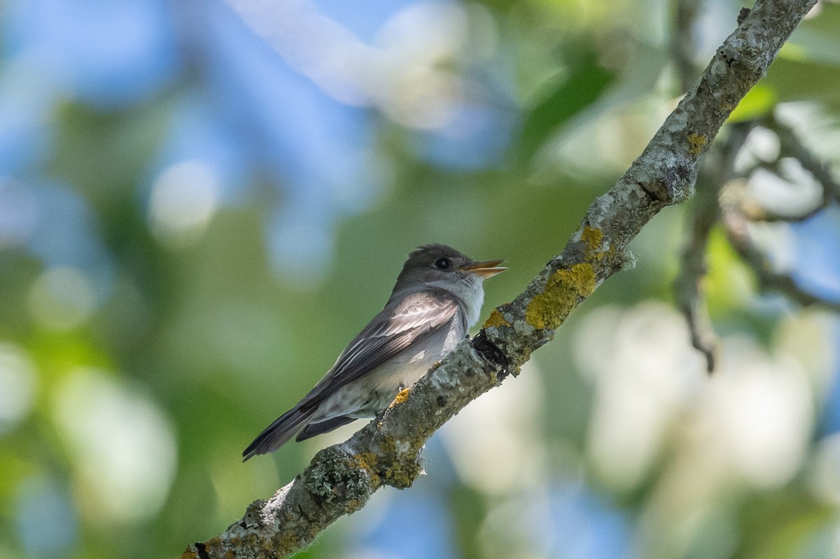 Western Wood-Pewee - ML346618381