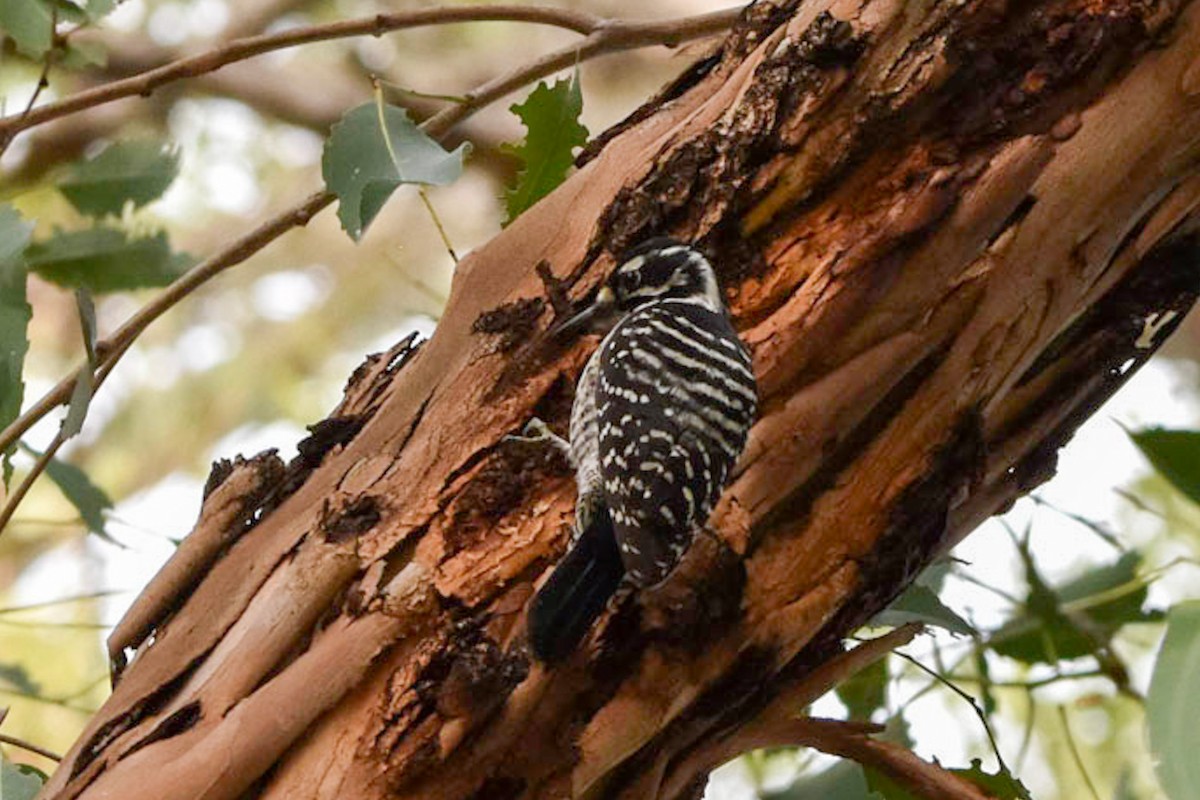 Nuttall's Woodpecker - ML346618621