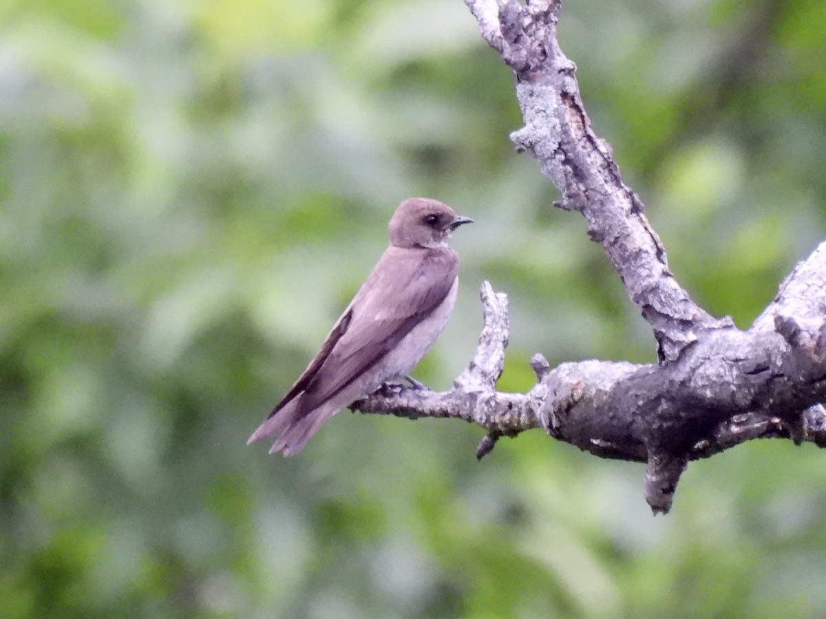 Northern Rough-winged Swallow - ML346618961