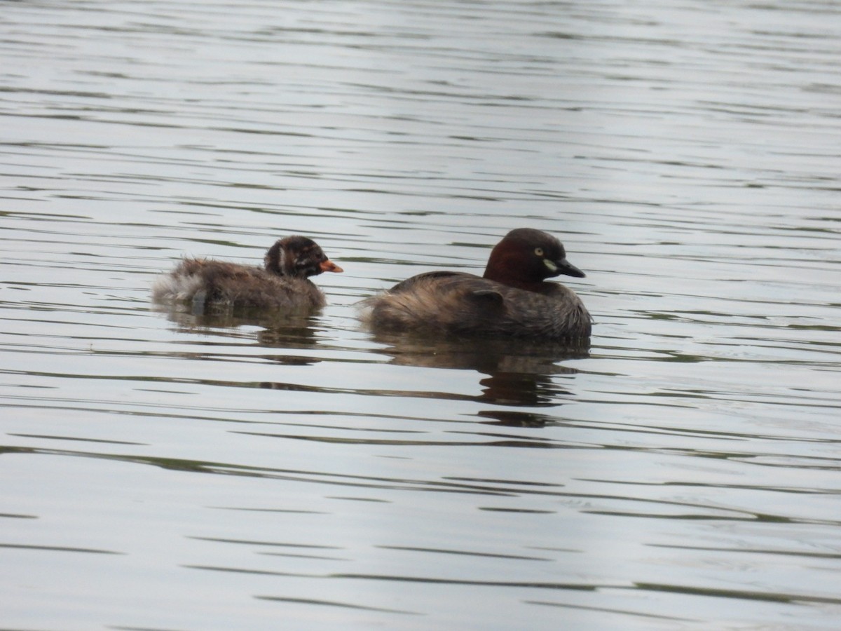 Little Grebe - Risa ISHITANI