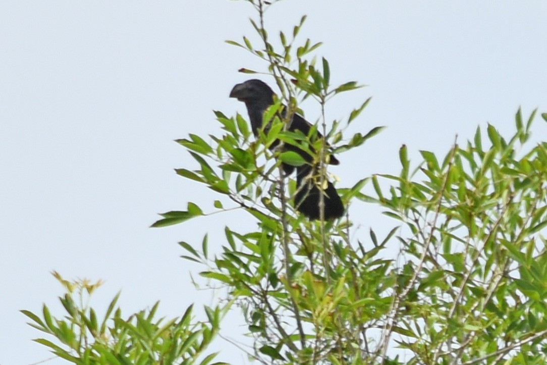 Groove-billed Ani - ML346620621