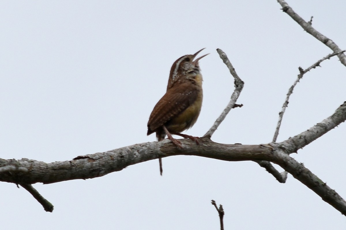 Carolina Wren - Joanna  Kane