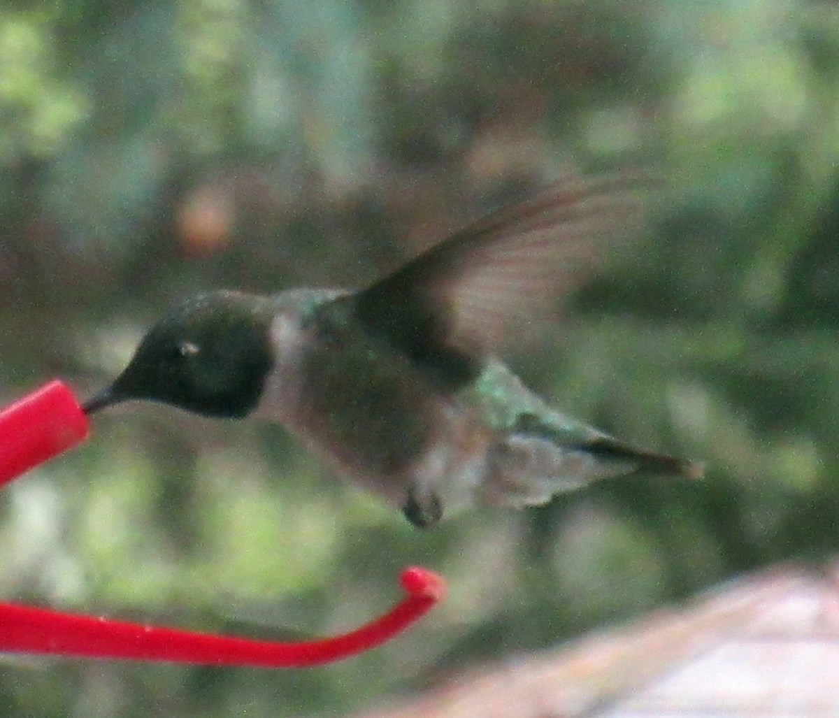 Black-chinned Hummingbird - ML346621501