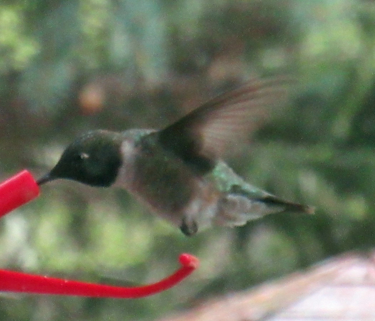 Colibrí Gorjinegro - ML346621501