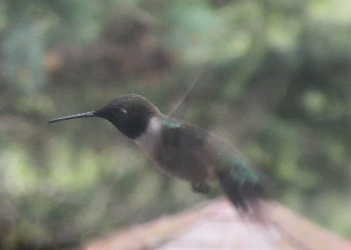 Colibri à gorge noire - ML346621541