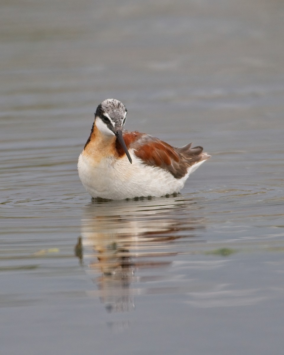 Wilson's Phalarope - James Moodie