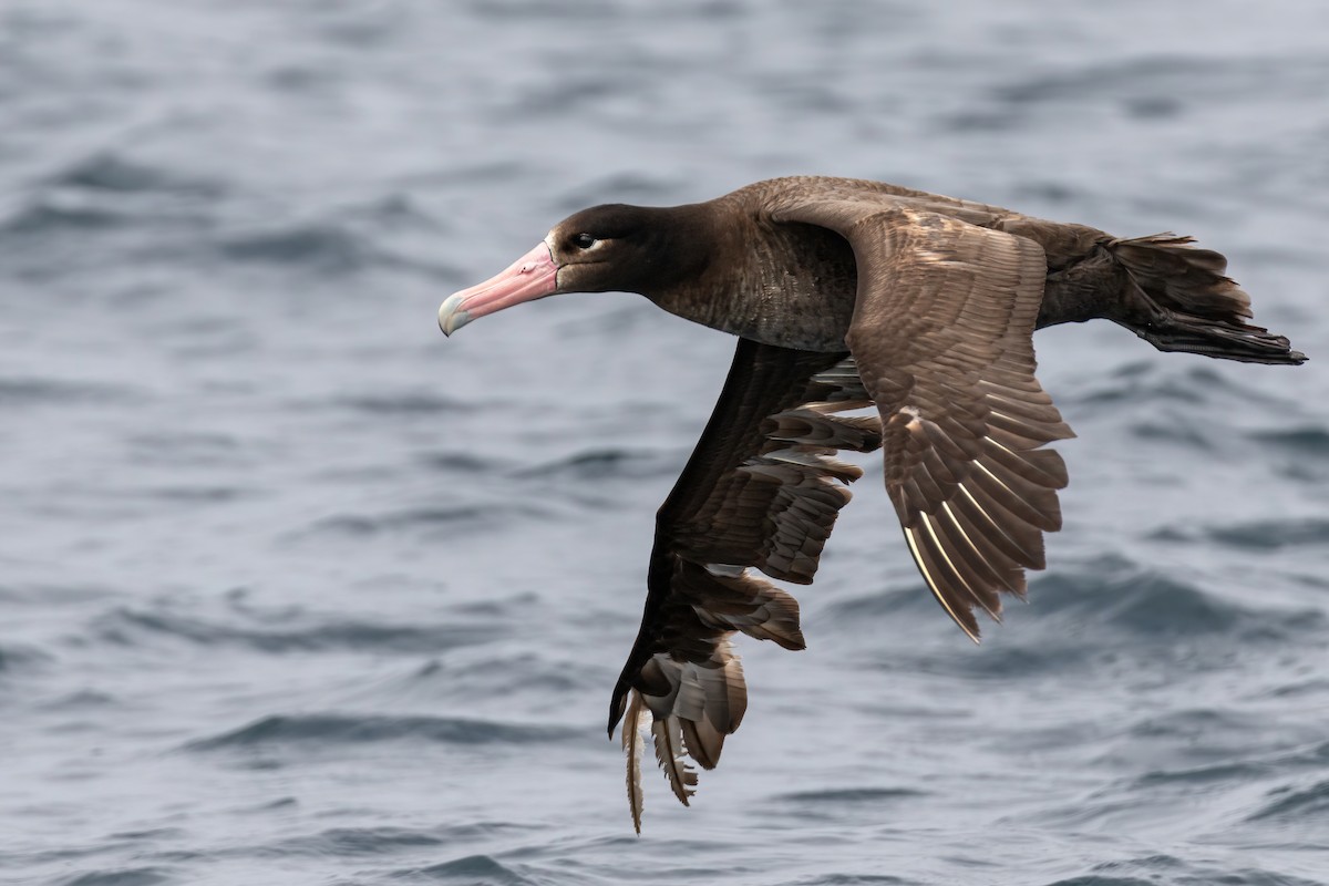 ML346622031 - Short-tailed Albatross - Macaulay Library