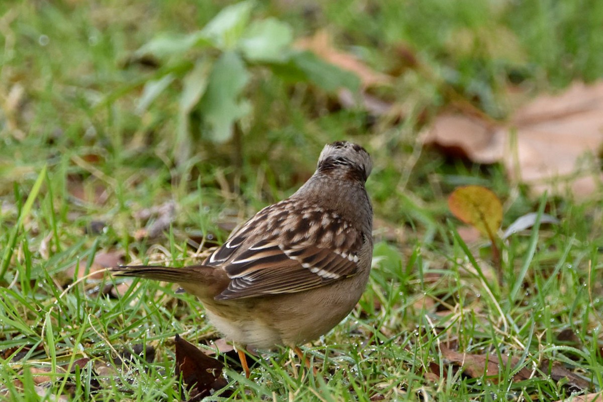 White-crowned Sparrow - Pema Zonglo