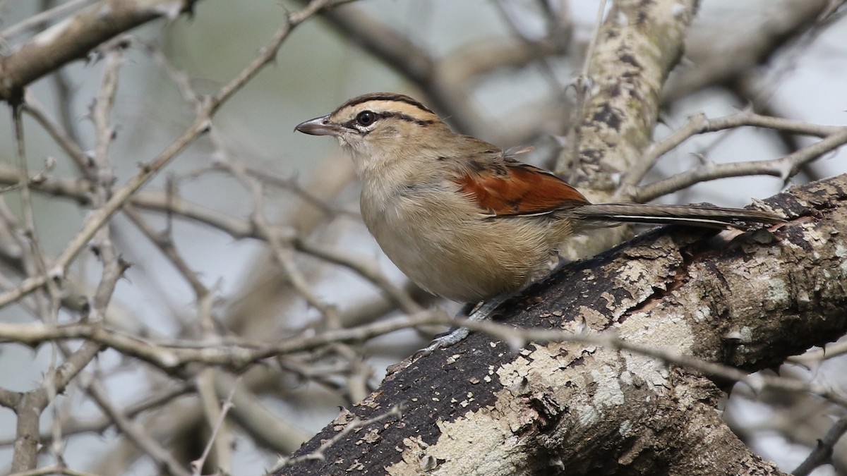 Brown-crowned Tchagra - ML346624581