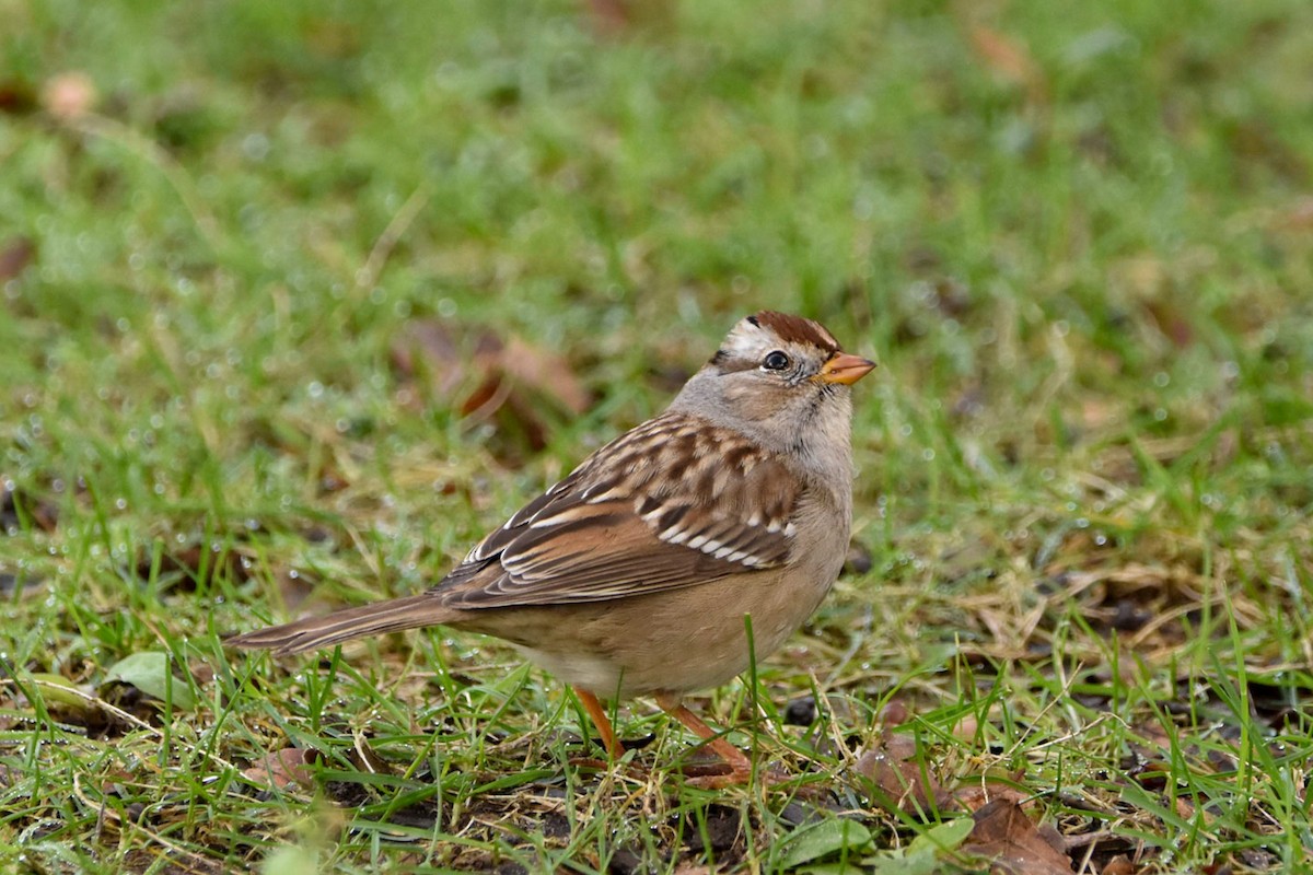 White-crowned Sparrow - Pema Zonglo