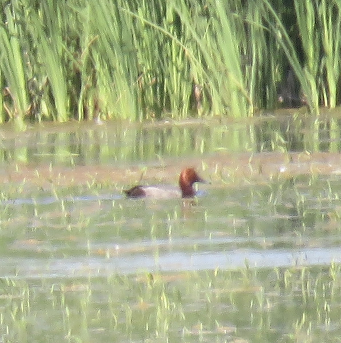 Fuligule à tête rouge - ML346626041