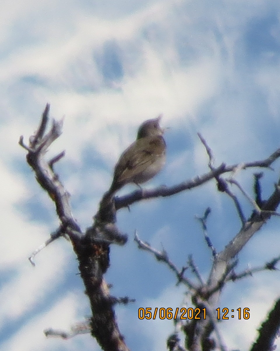 Gray-cheeked Thrush - ML346626141