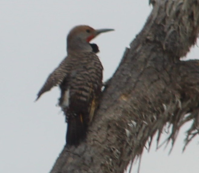 Gilded Flicker - ML346627751