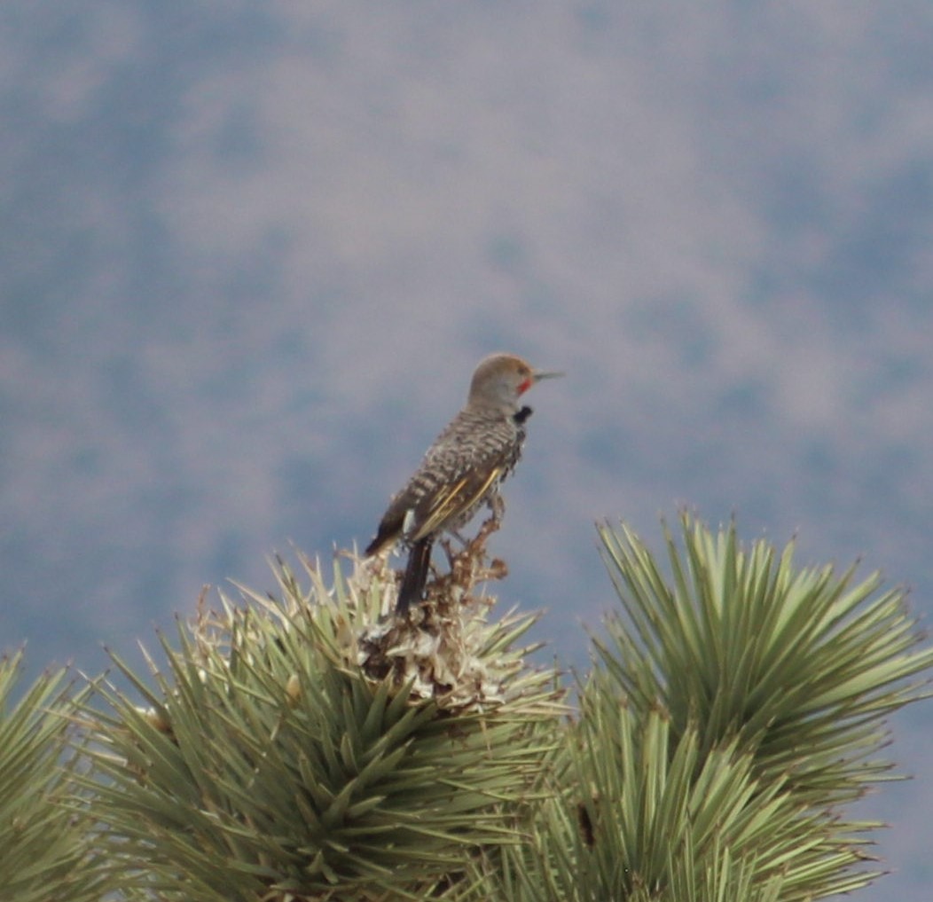 Gilded Flicker - ML346627761