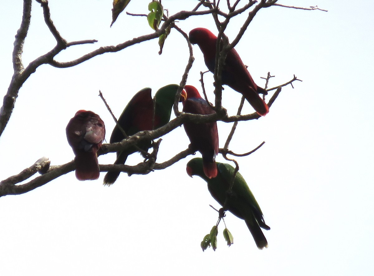 Papua Eklektus Papağanı - ML346628271