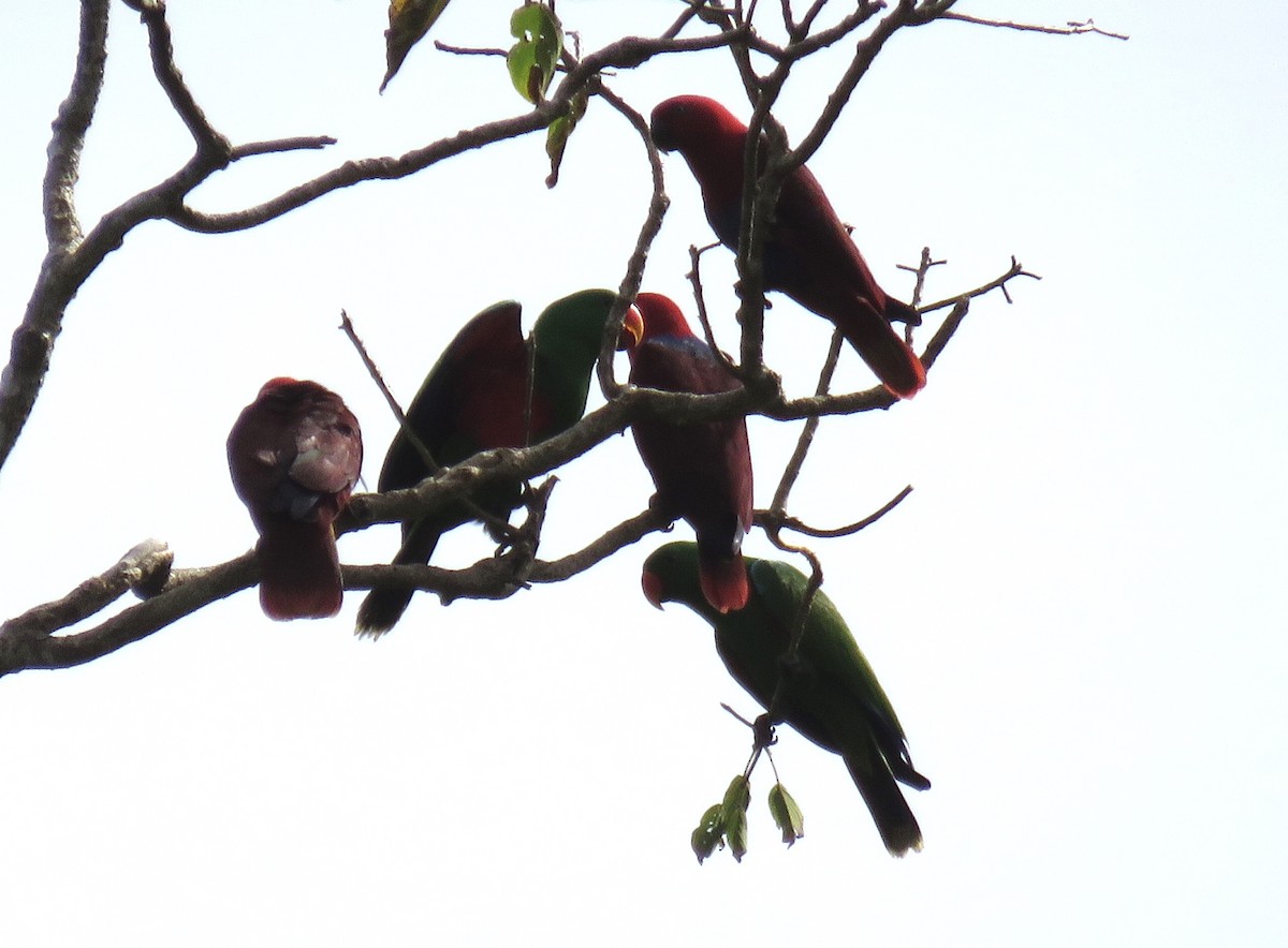 Papuan Eclectus - ML346628271