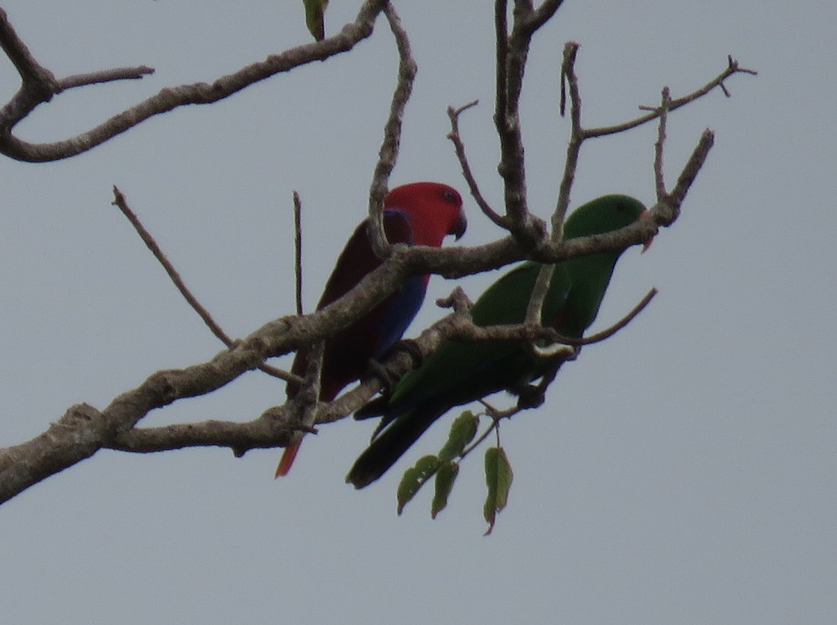 Papua Eklektus Papağanı - ML346628291