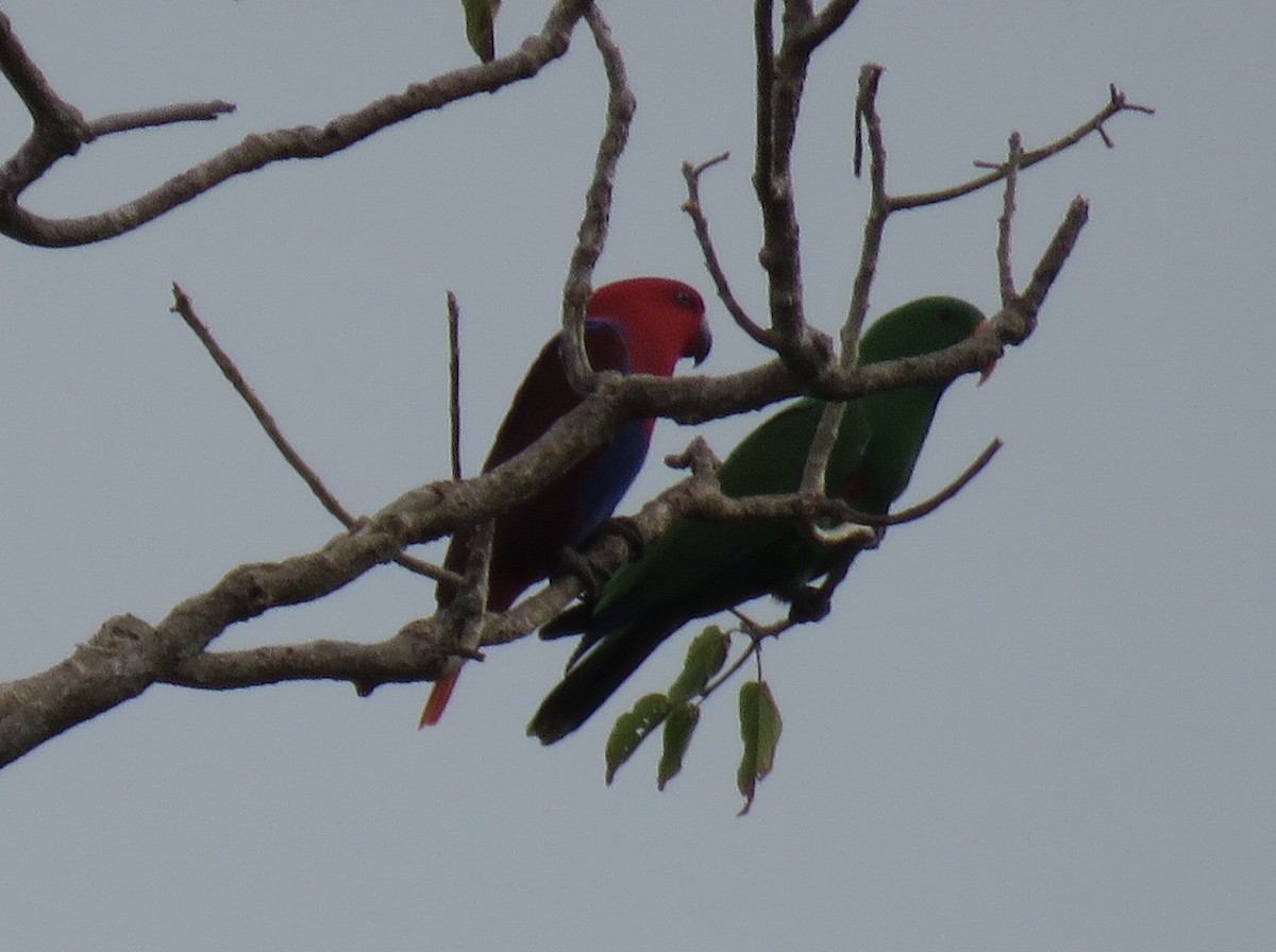 Papuan Eclectus - Sue Beatty