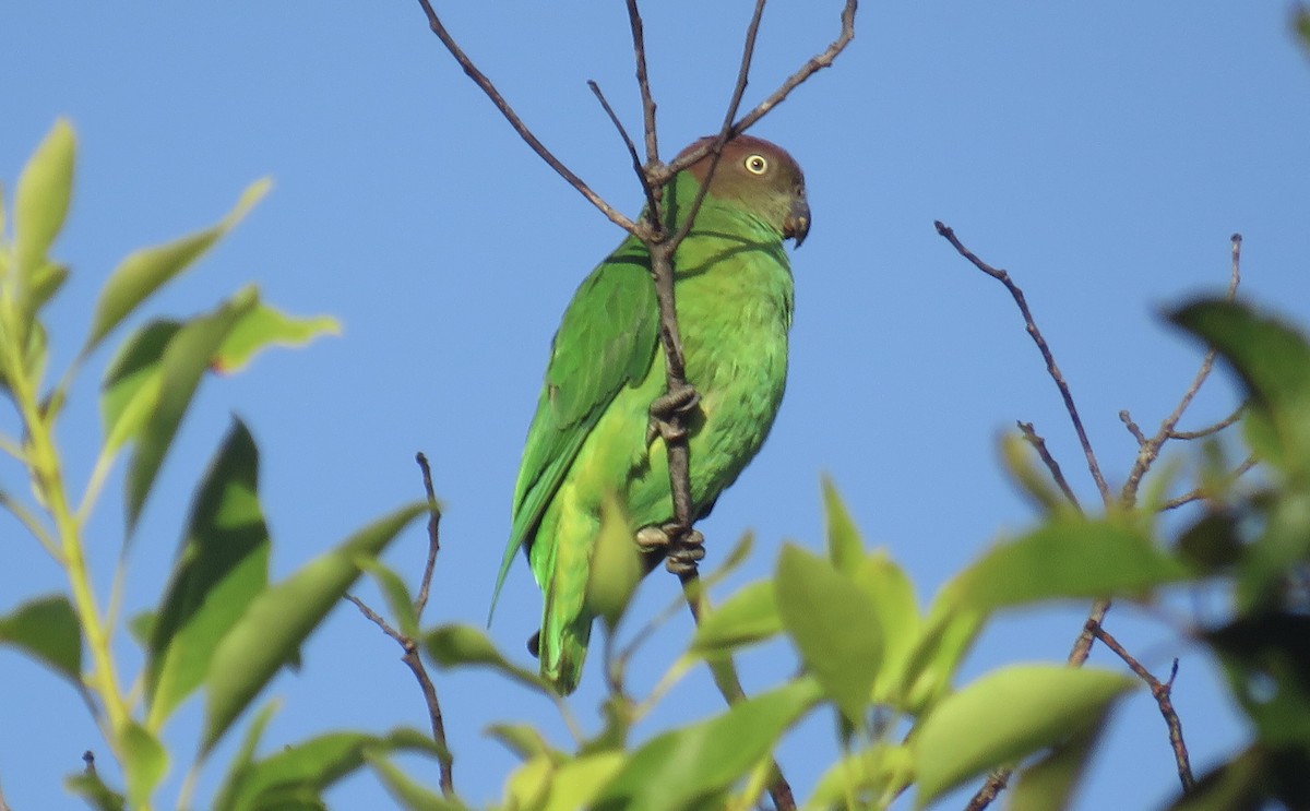 Red-cheeked Parrot - ML346629421