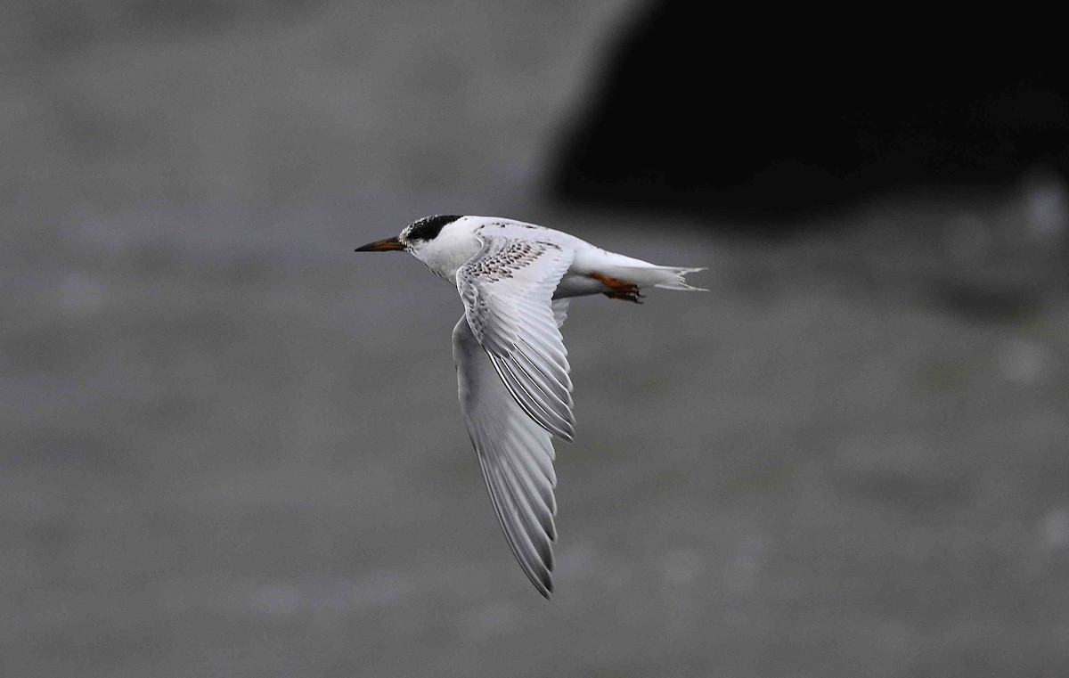 Australian Fairy Tern - ML346629811