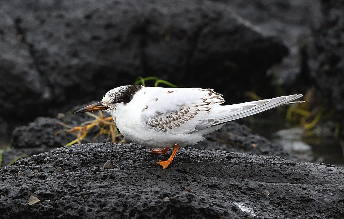 Australian Fairy Tern - ML346629831