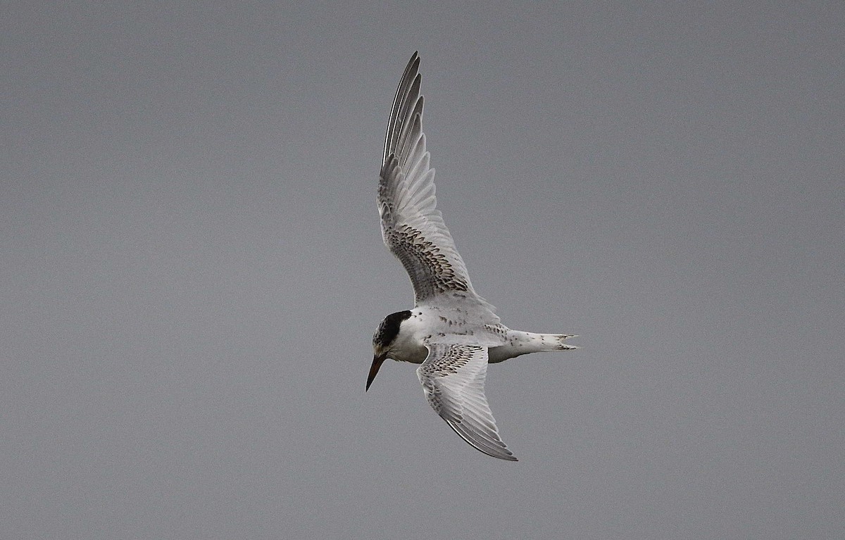 Australian Fairy Tern - ML346629851