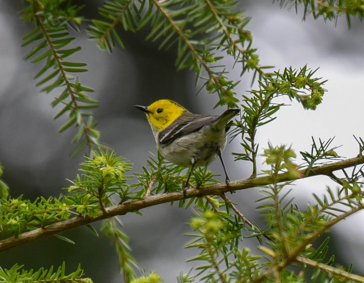 Hermit Warbler - ML346630651