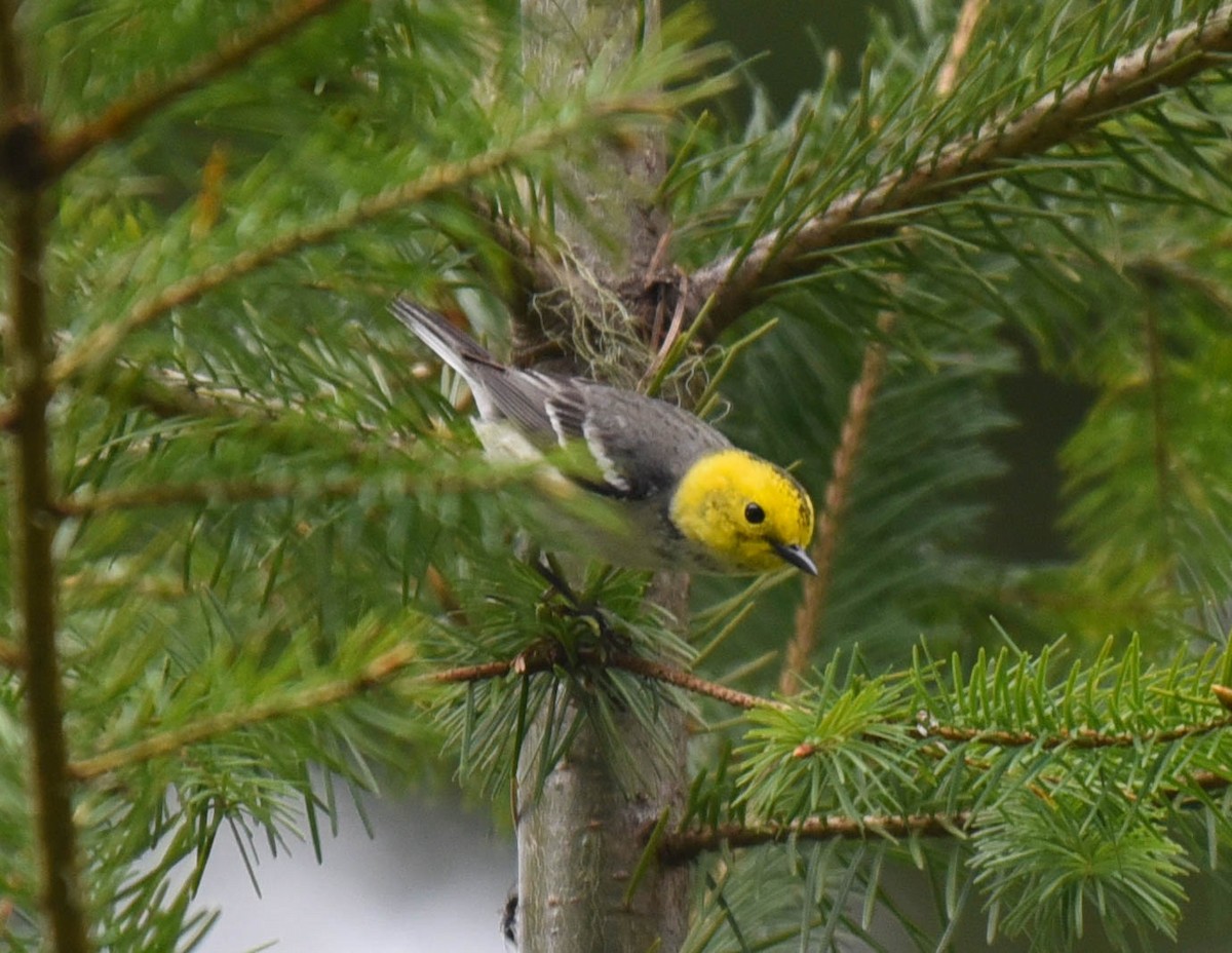 Hermit Warbler - ML346630671