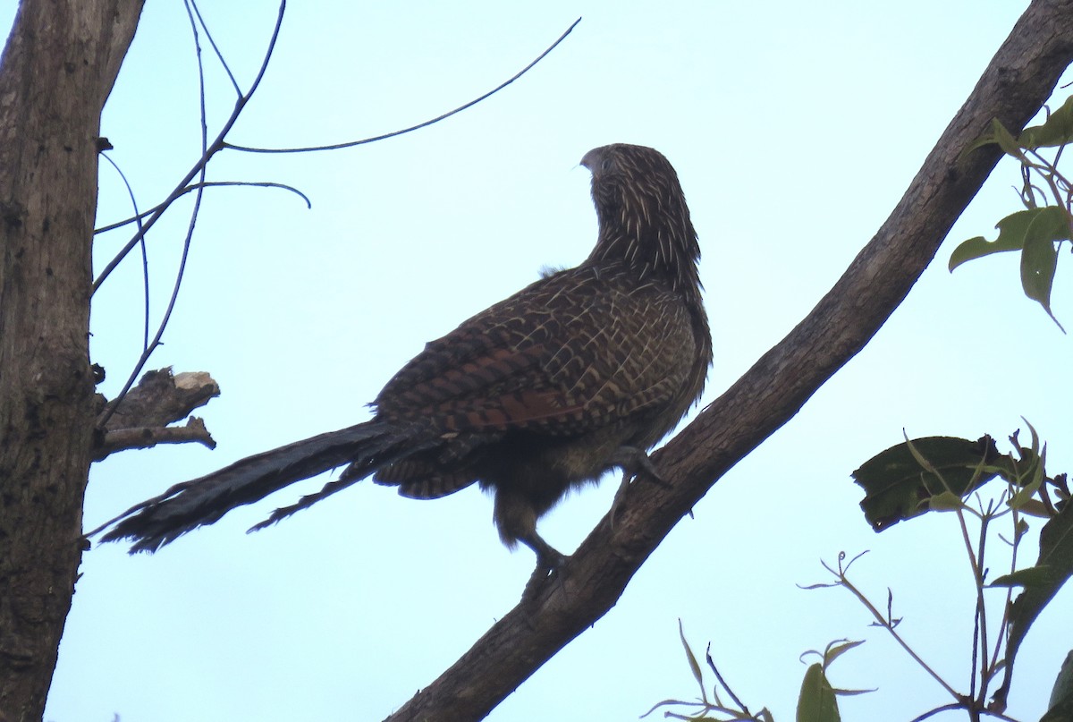 Pheasant Coucal - ML346632091