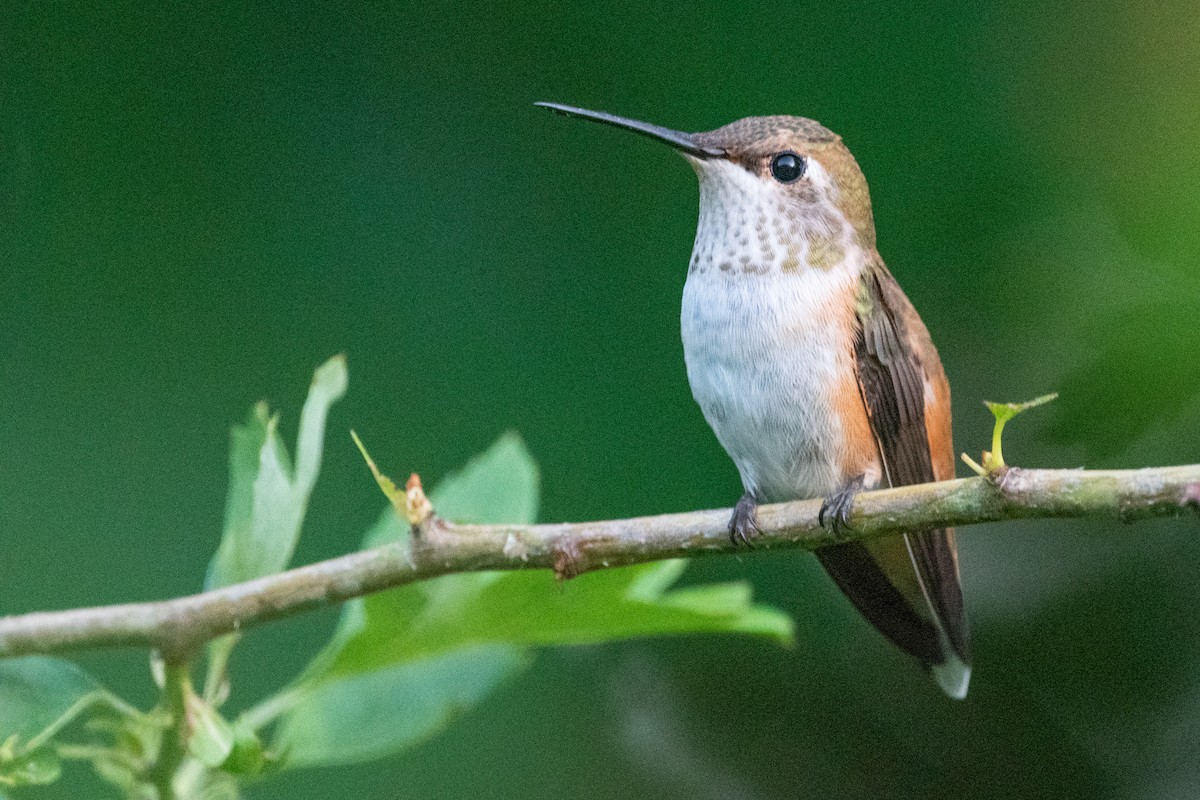 rødkolibri - ML346634351