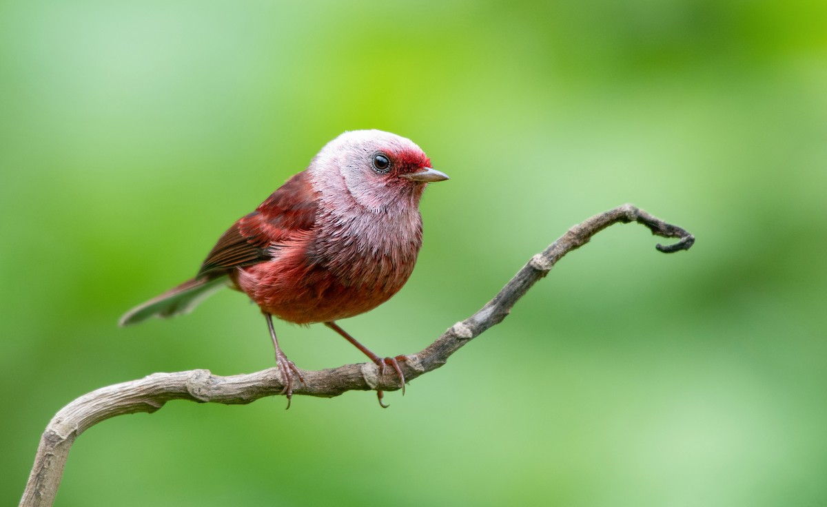 Pink-headed Warbler - Ana Paula Oxom